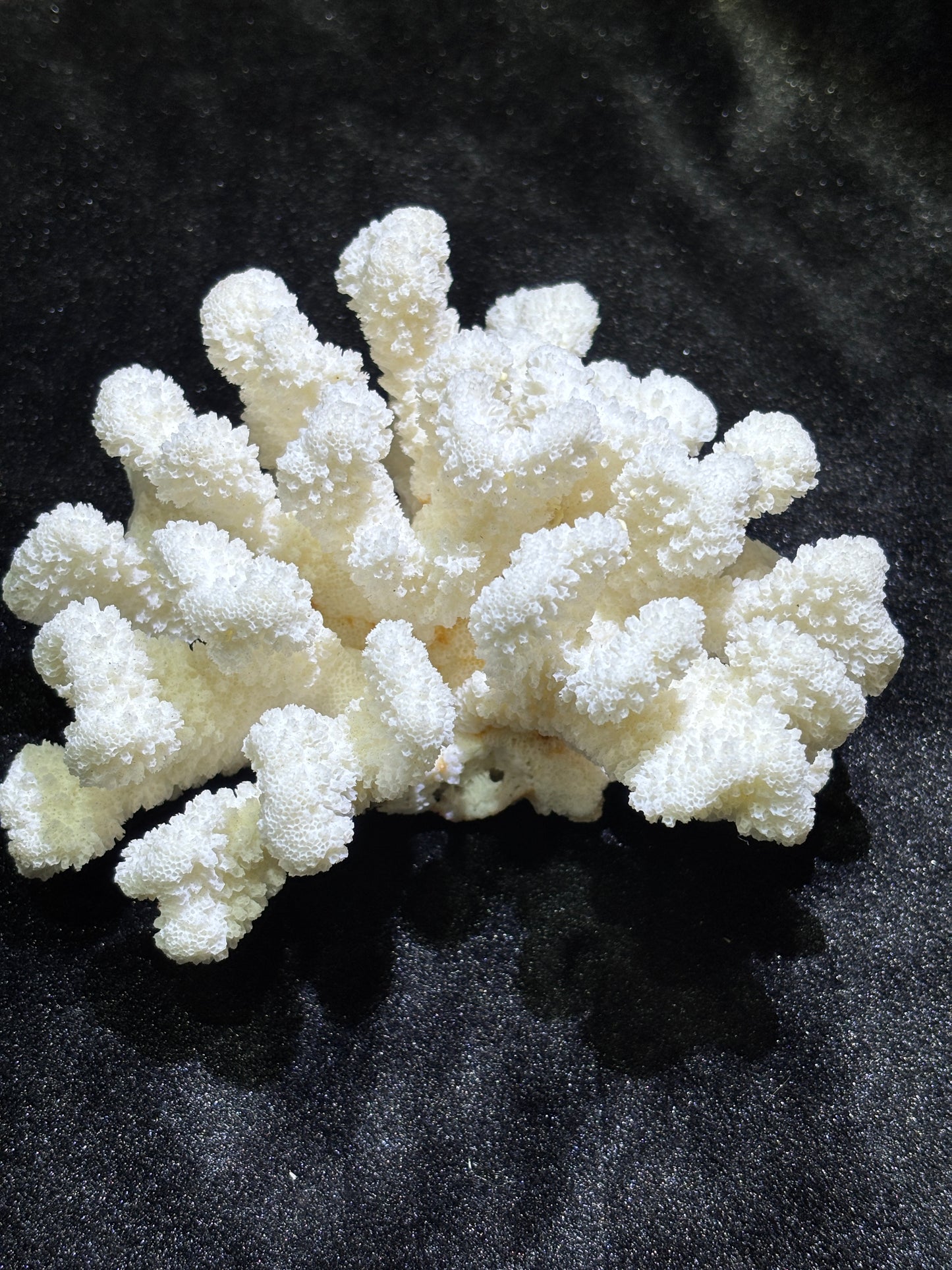 White coral