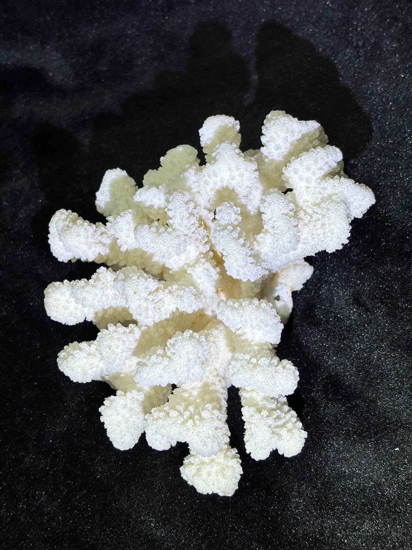 White coral