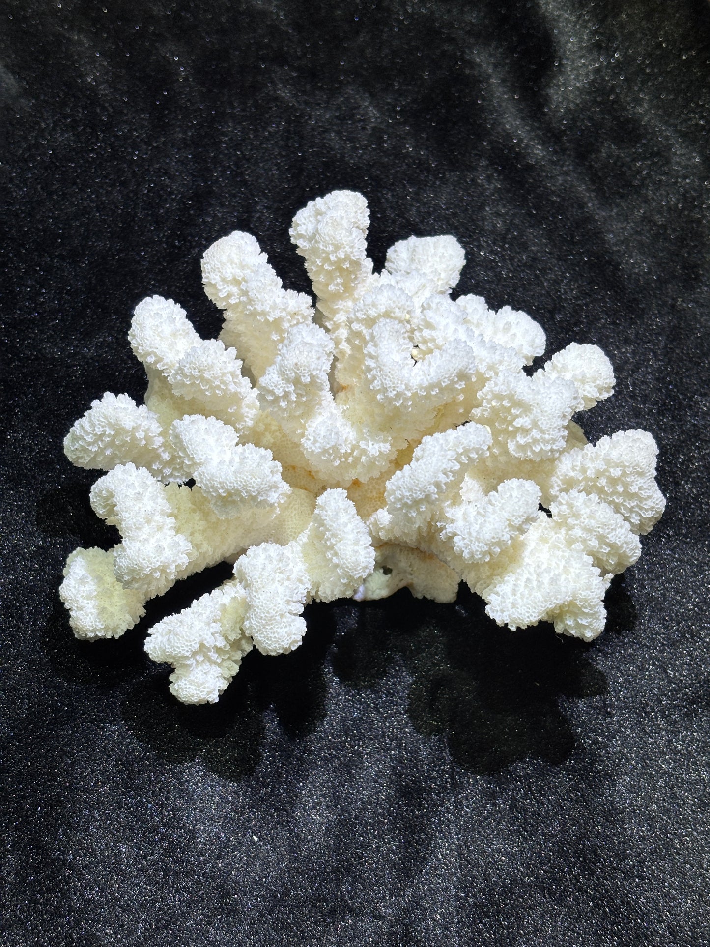 White coral